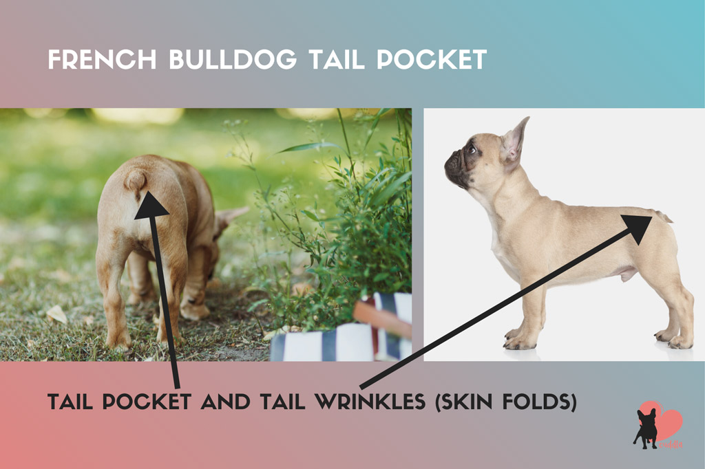 french-bulldog-tail-pocket
