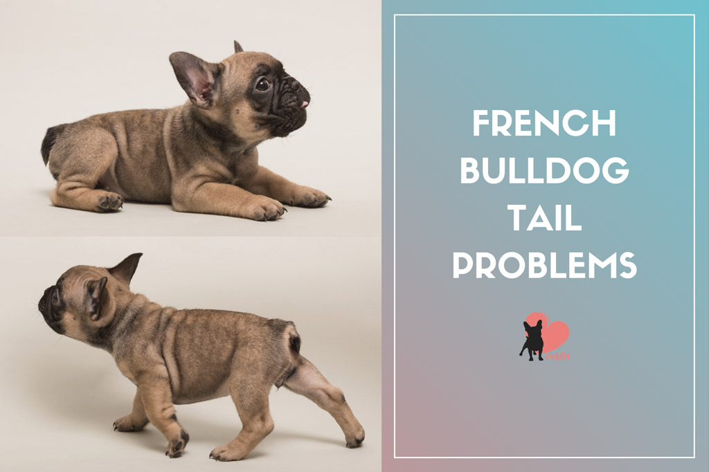 French Bulldogs Tail Types Pocket Problems And Docking