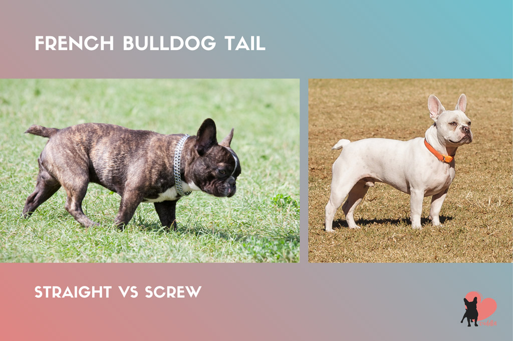 french-bulldog-tail-straight-vs-screw