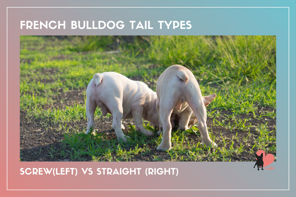 french-bulldog-tail-types