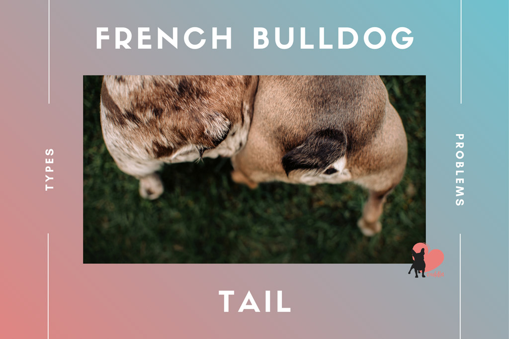 french-bulldog-tail