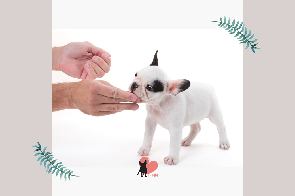 french-bulldog-treat-reward