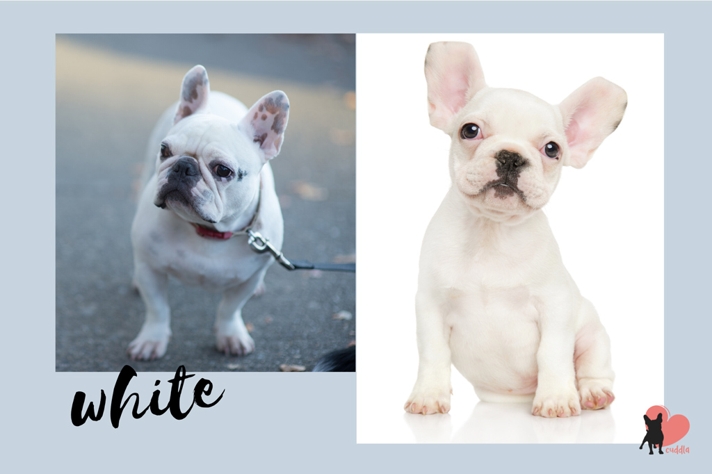 french-bulldog-white