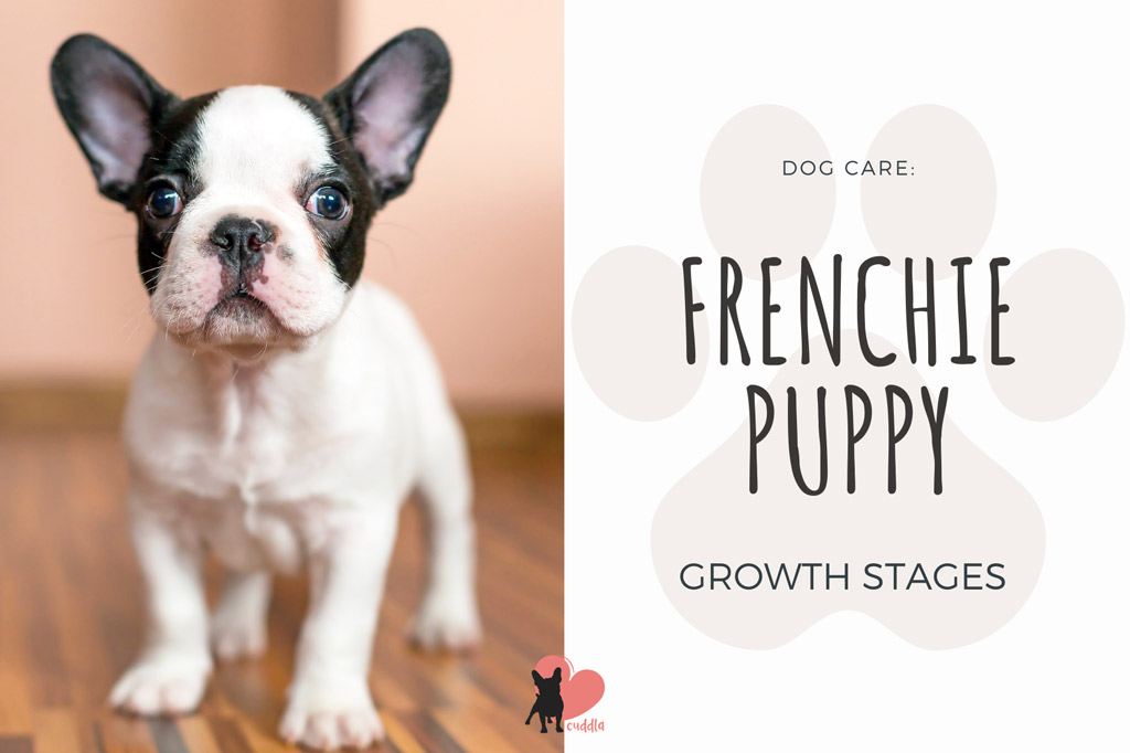 frenchie-growth-stages