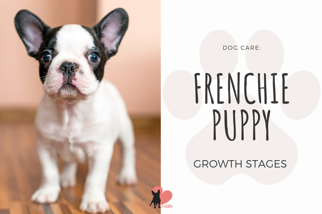 French Bulldog Growth Stages