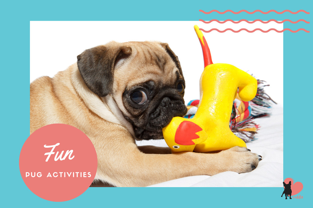 fun-pug-activities