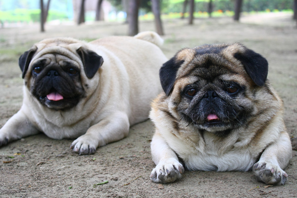 get-your-dogs-weight-under-control