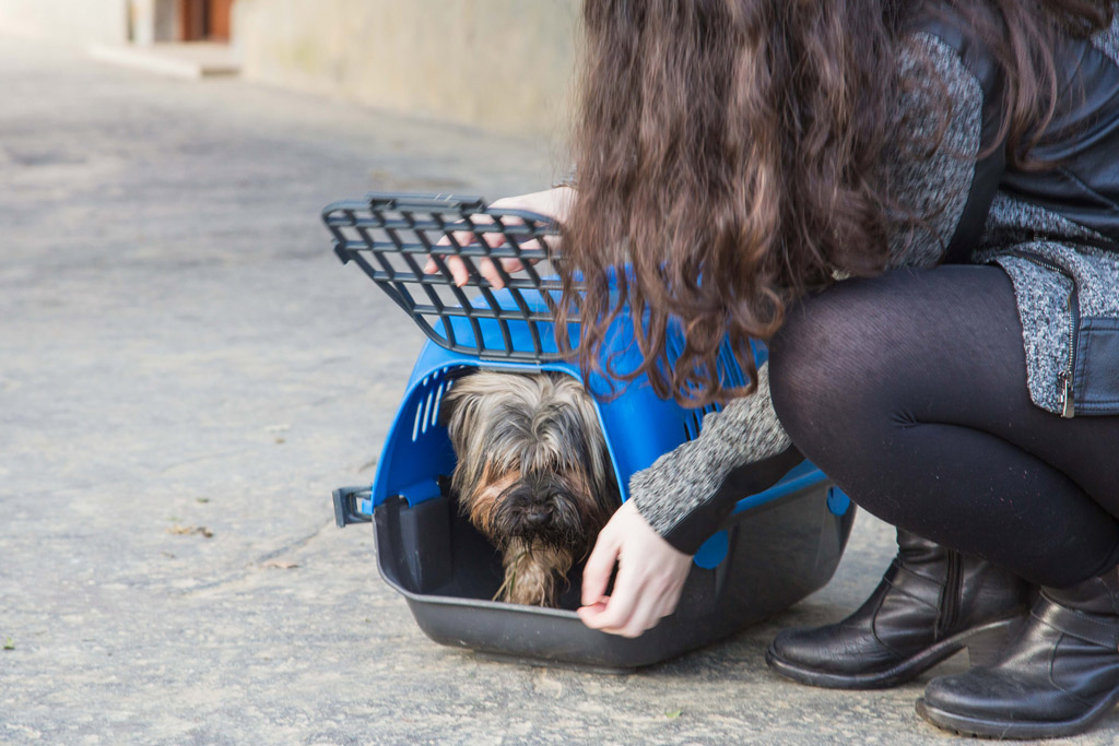 how-do-i-get-my-dog-into-a-carrier