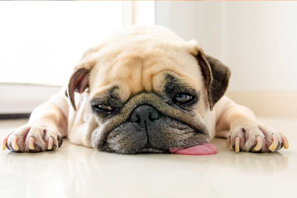 Can Pugs Be Left Alone? 13 Tips to Make It Easier
