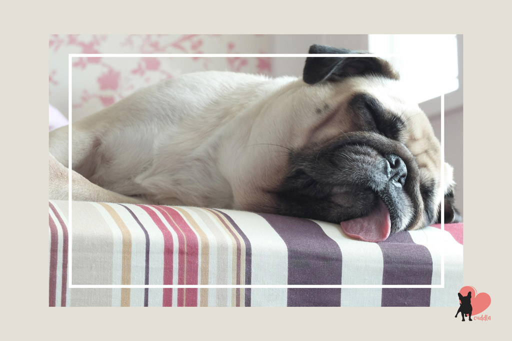 how-long-do-adult-pugs-sleep