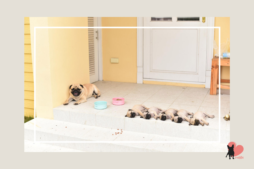 How Long Do Pugs Sleep? 5 Factors Behind Sleeping Habits