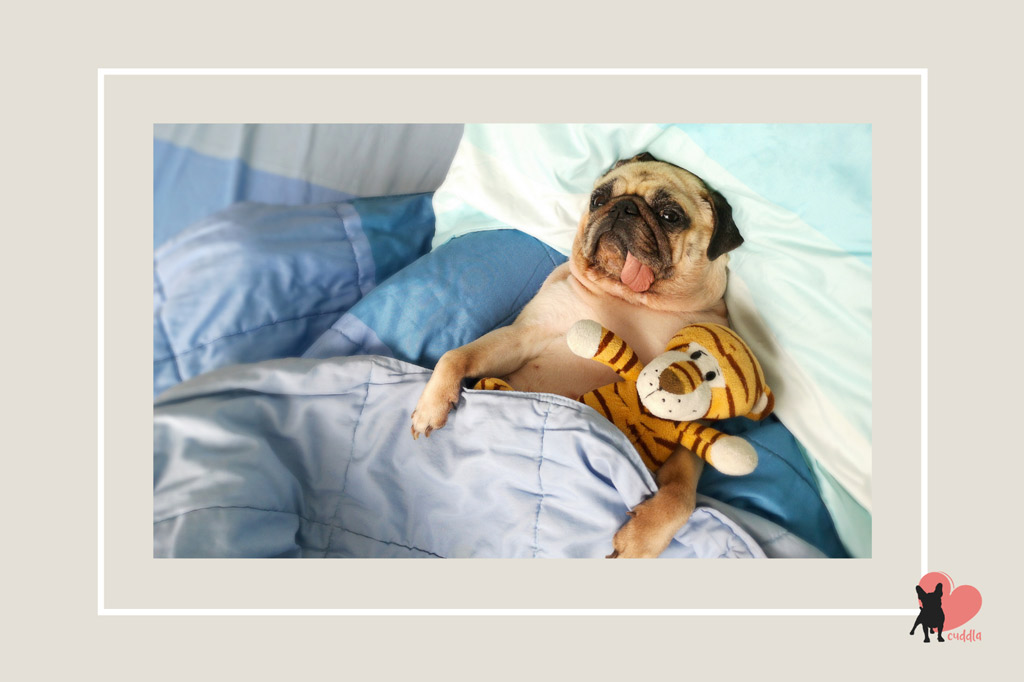 how-long-do-pugs-sleep