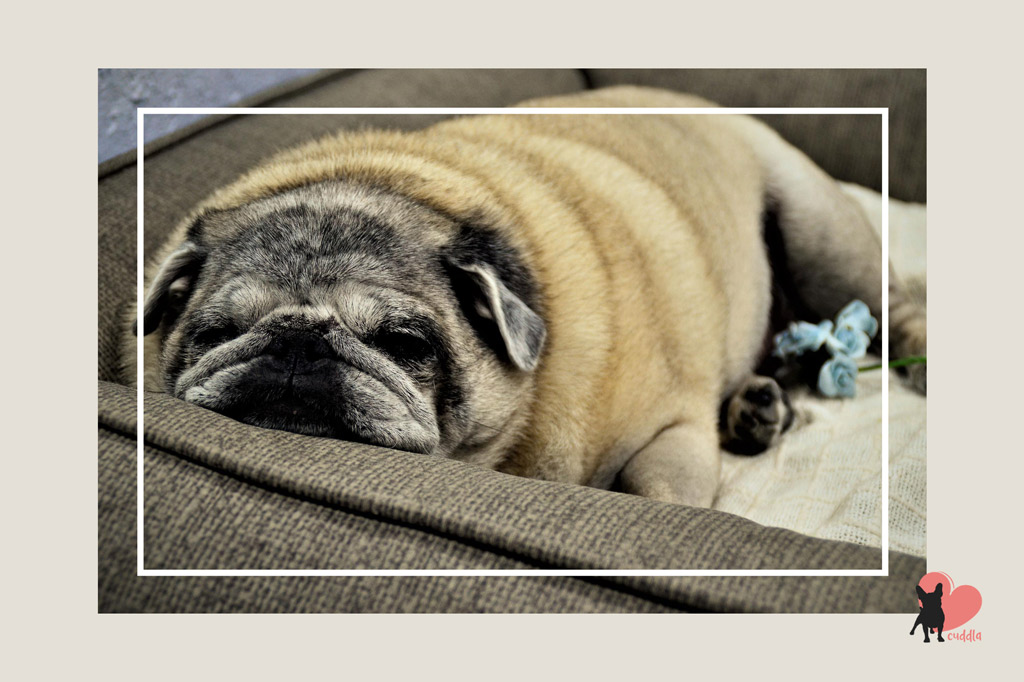 How Long Do Pugs Sleep? 5 Factors Behind Sleeping Habits