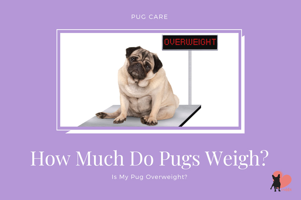 how-much-do-pugs-weigh