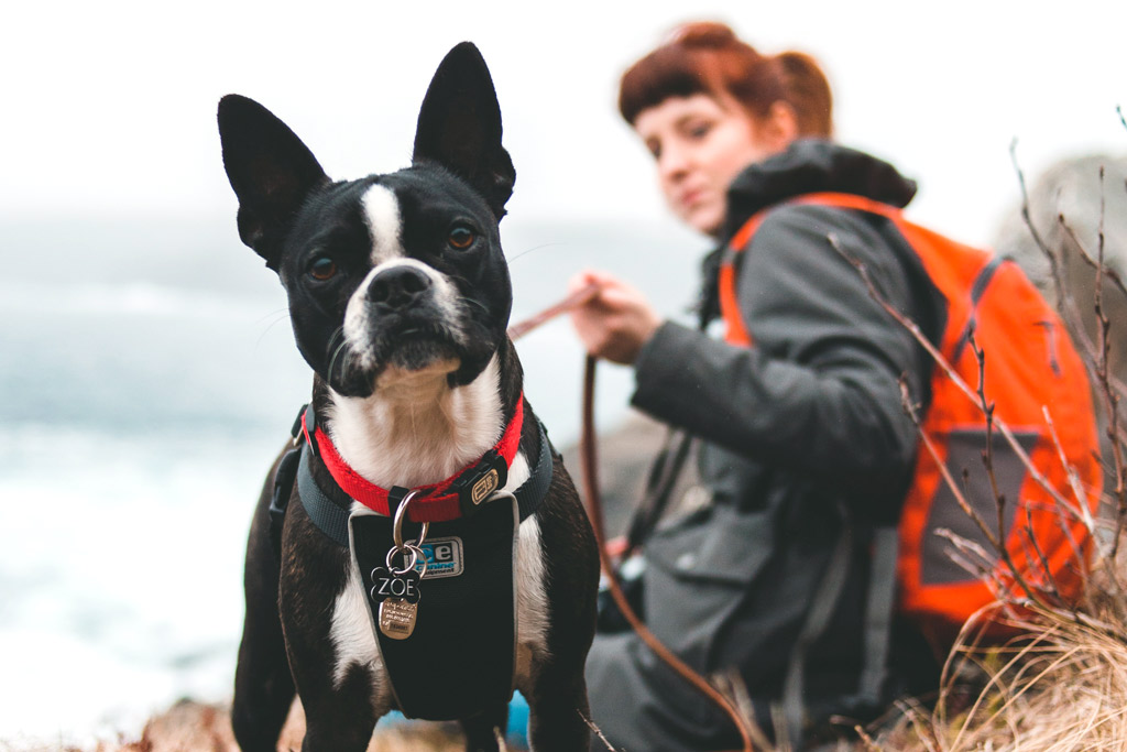 how-much-exercise-do-boston-terriers-need