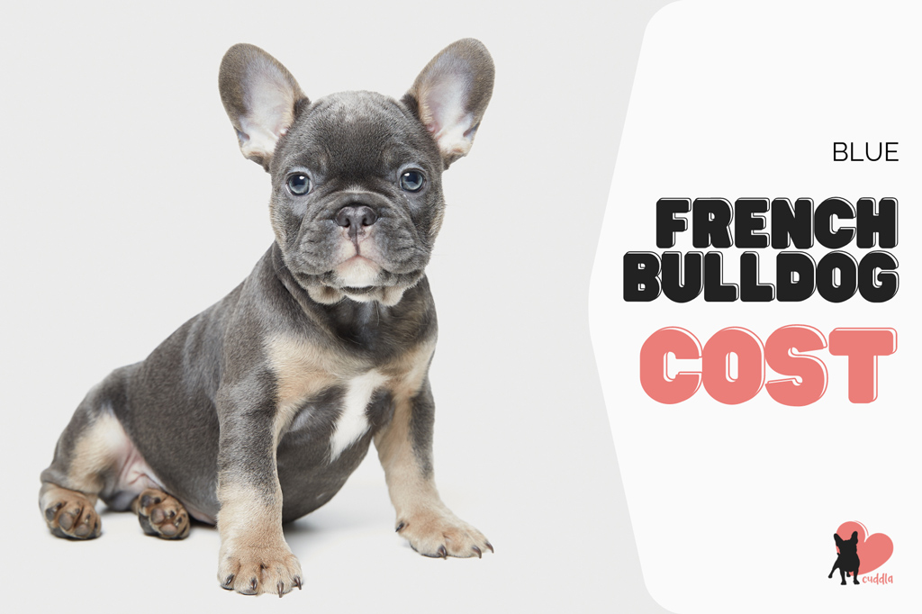 how-much-is-a-blue-french-bulldog