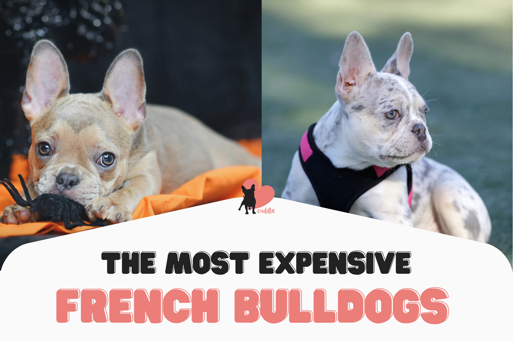 how-much-is-a-merle-french-bulldog