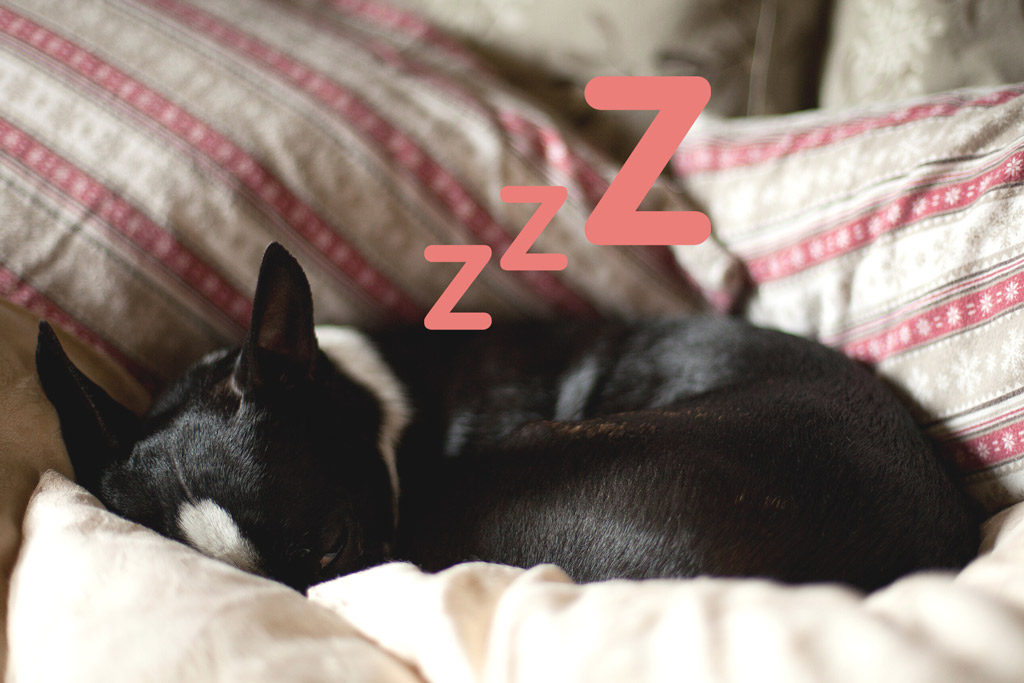 how-much-should-a-boston-terrier-sleep