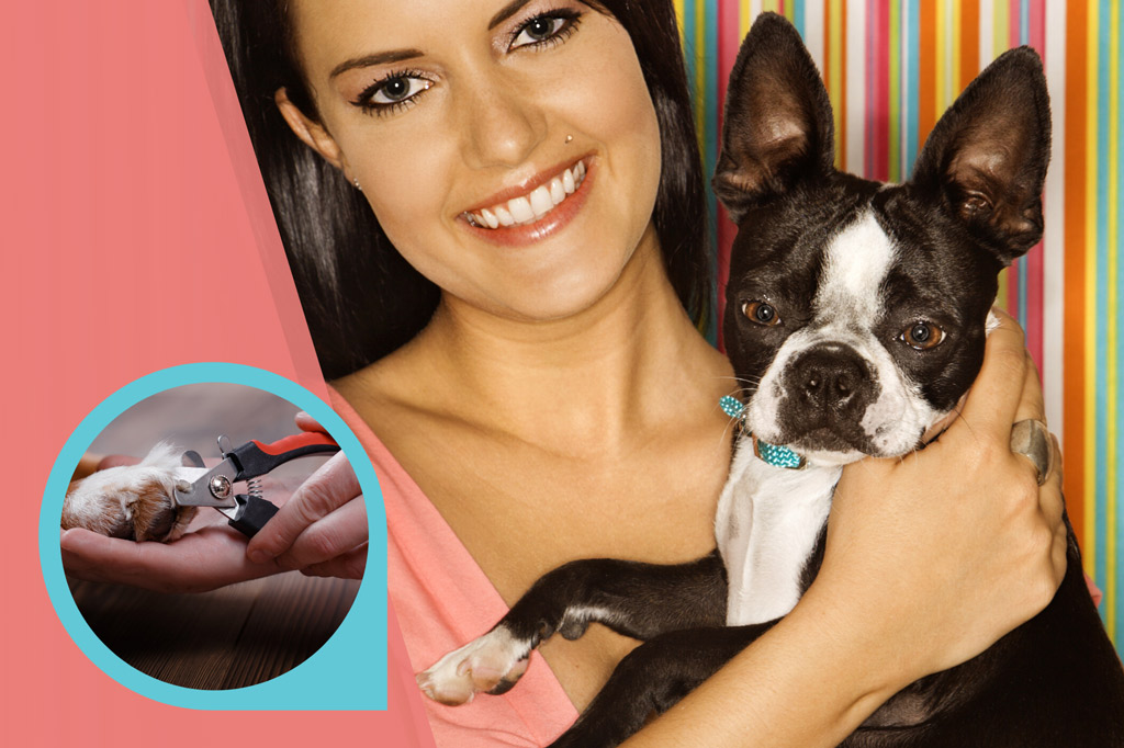 how-often-to-cut-boston-terrier-nails