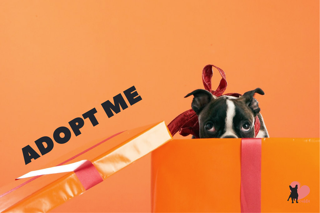 how-to-adopt-a-boston-terrier