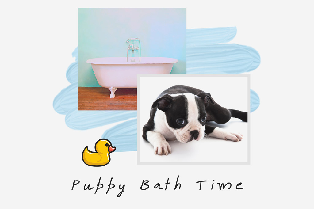 how-to-bathe-a-boston-terrier-puppy