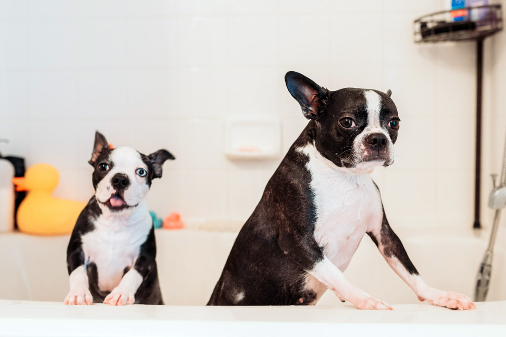 how-to-bathe-a-boston-terrier