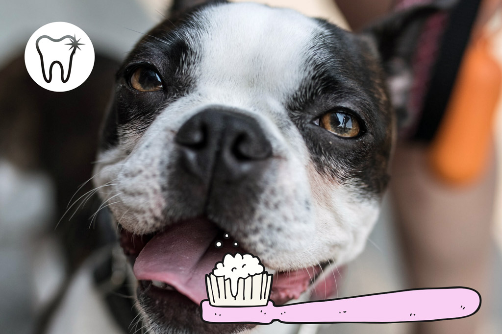 how-to-brush-boston-terrier-teeth