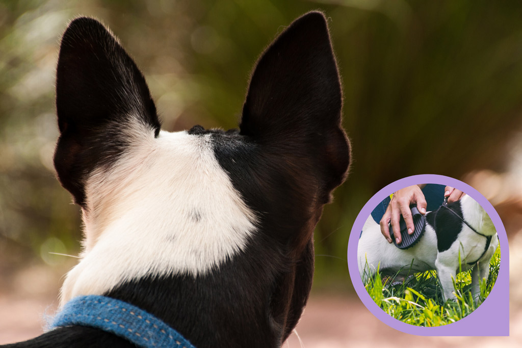 how-to-brush-boston-terrier