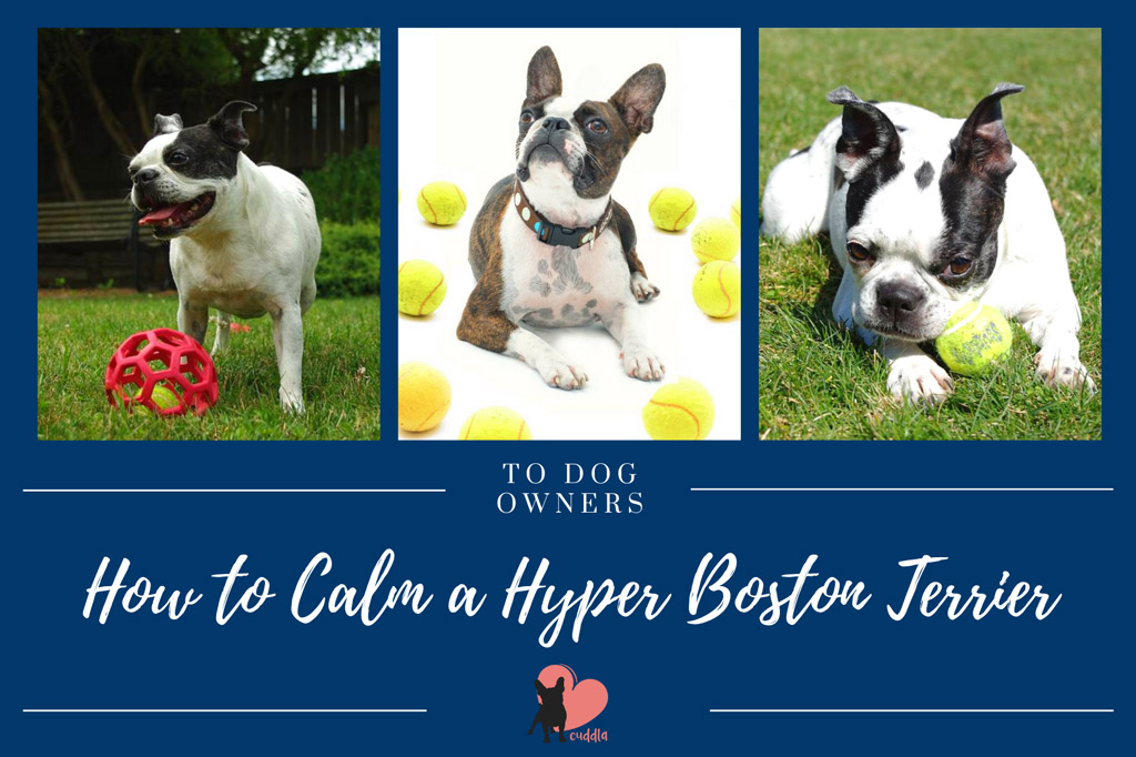 how-to-calm-a-hyper-boston-terrier