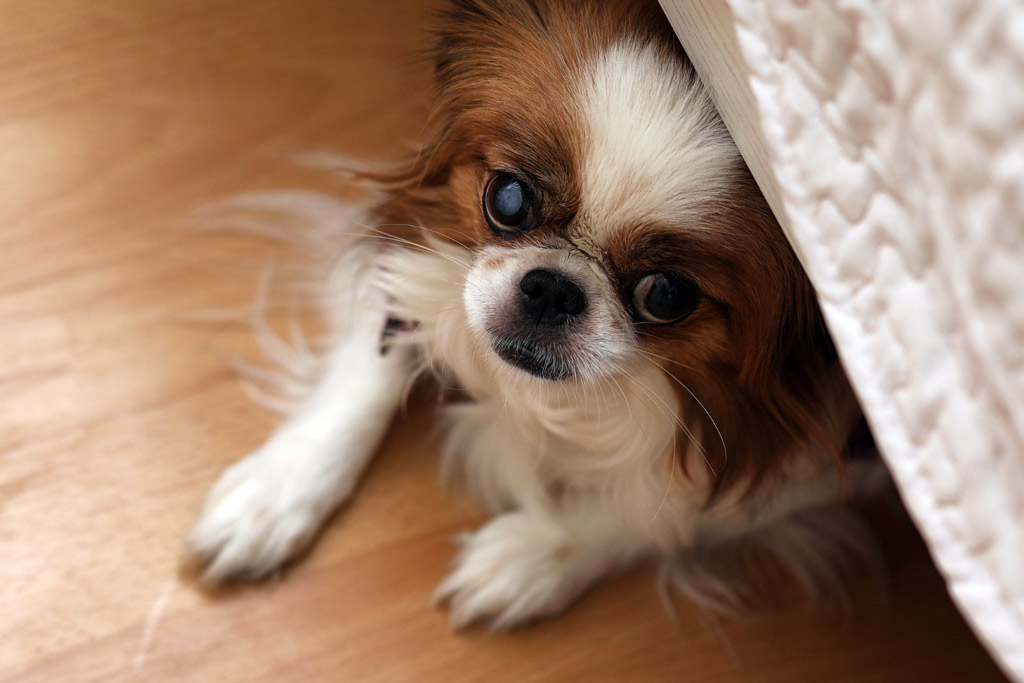 how-to-calm-dog-fears-and-anxiety