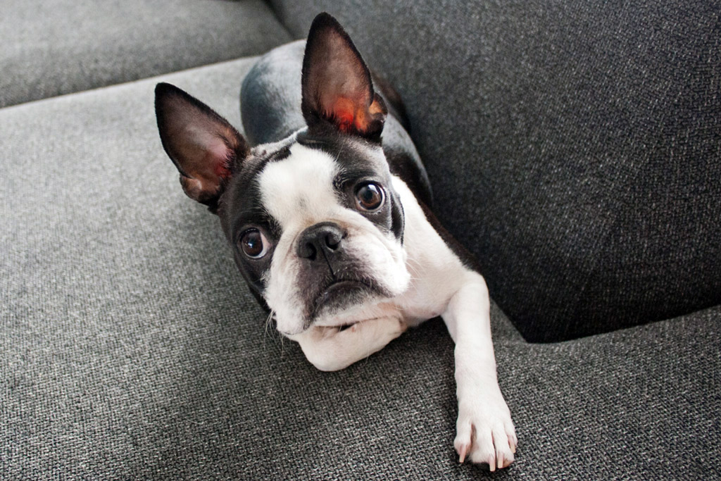 how-to-calm-your-boston-terrier