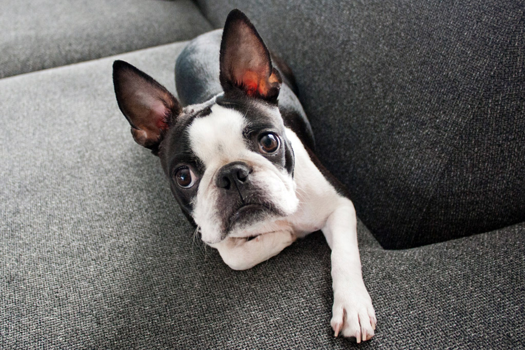 Boston Terrier Separation Anxiety - 16 Things that Help