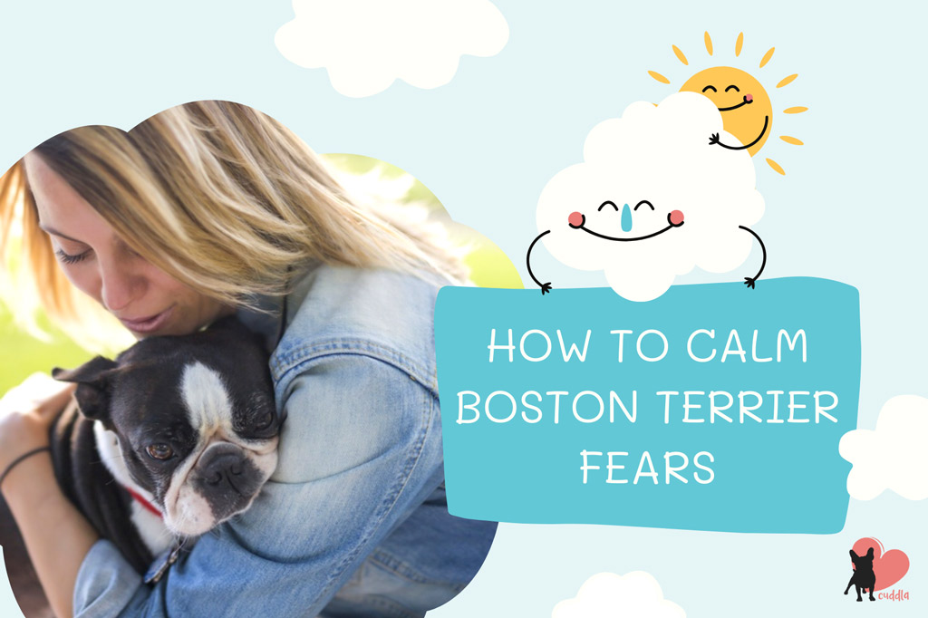 how-to-calm-your-boston-terriers-fears