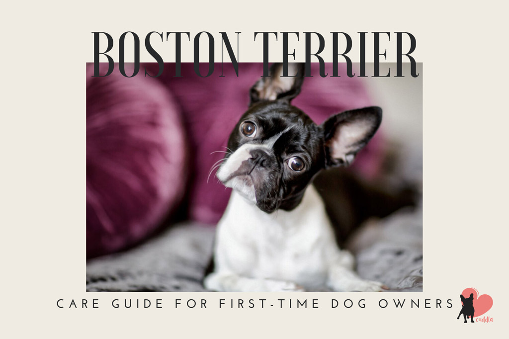 how-to-care-for-a-boston-terrier