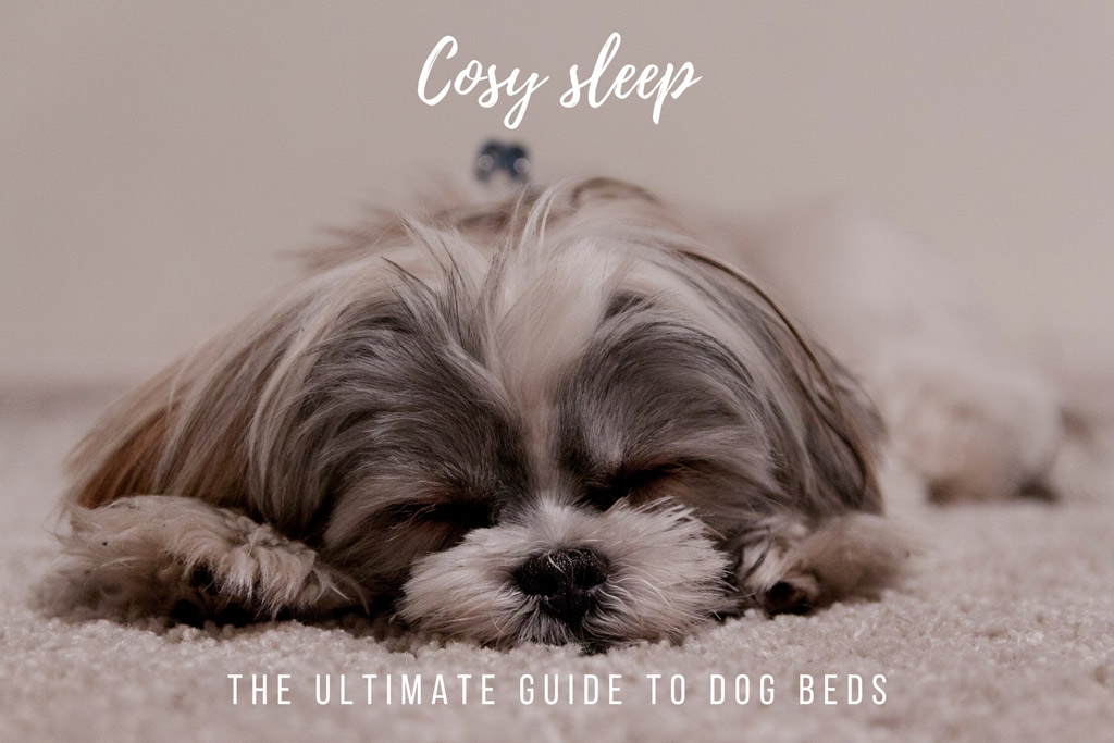 how-to-choose-a-dog-bed