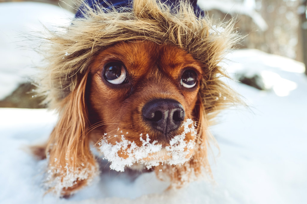 how-to-choose-a-dog-sweater