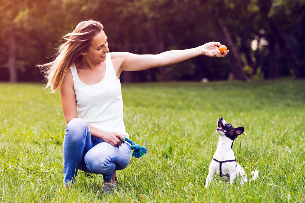 how-to-choose-a-dog-toy