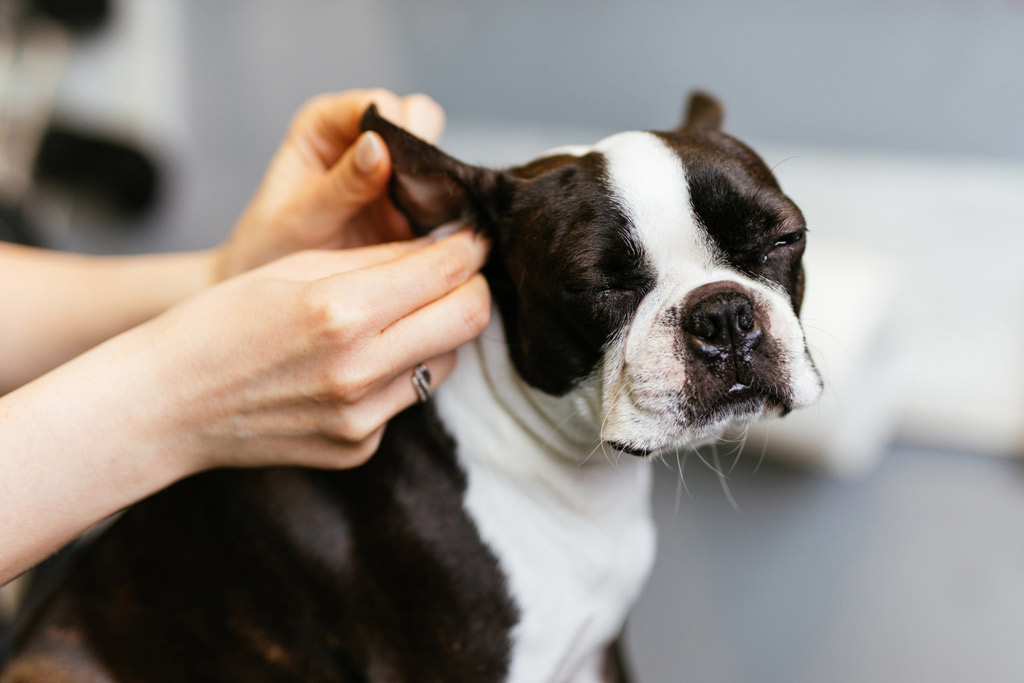 how-to-clean-boston-terrier-ears