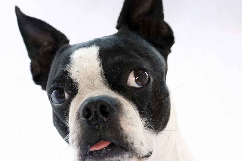 how-to-clean-boston-terrier-eyes