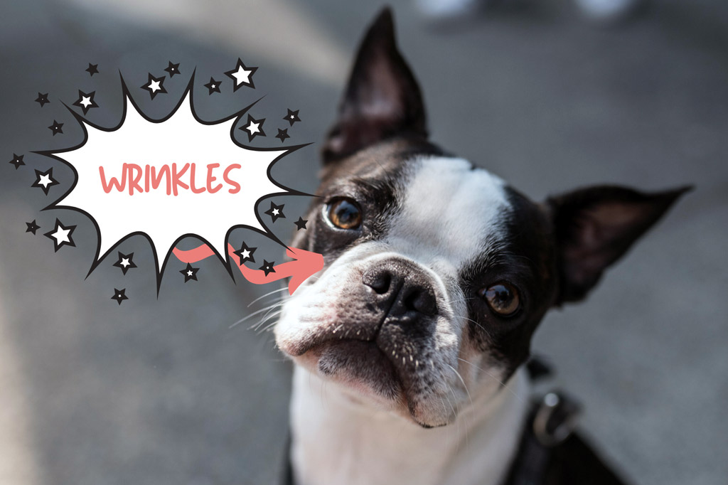 how-to-clean-boston-terrier-nose-wrinkles