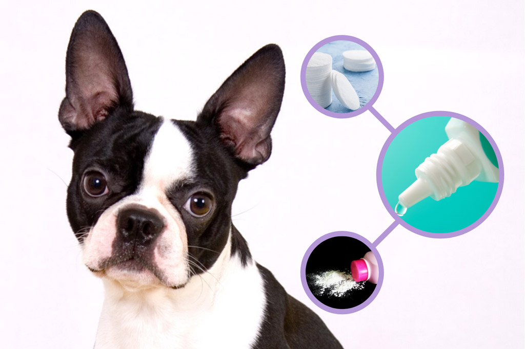 how-to-clean-boston-terriers-ears