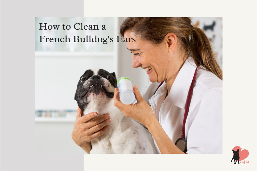 how-to-clean-french-bulldog-ears