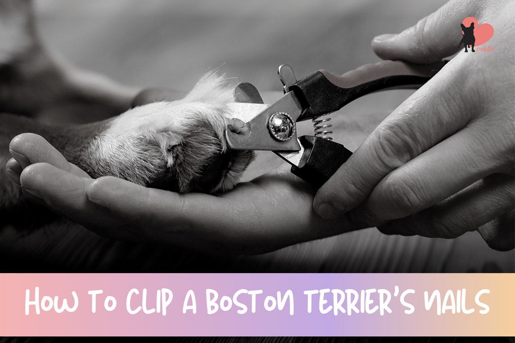 how-to-clip-a-boton-terriers-nails