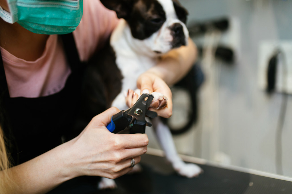 how-to-cut-boston-terrier-nails