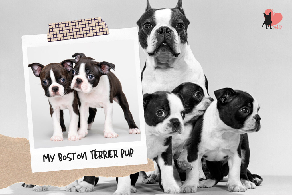 boston terrier registered breeders