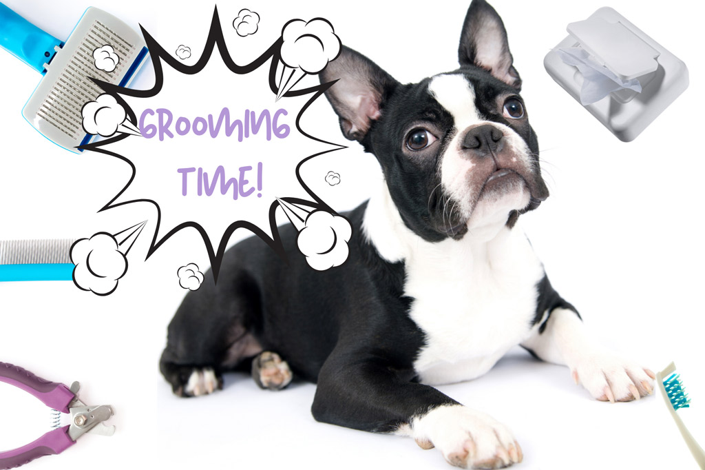 how-to-groom-a-boston-terrier