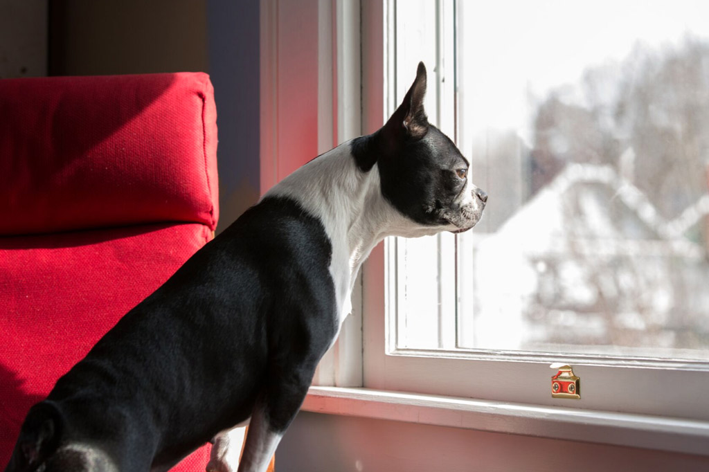 how-to-help-a-boston-terrier-with-separation-anxiety