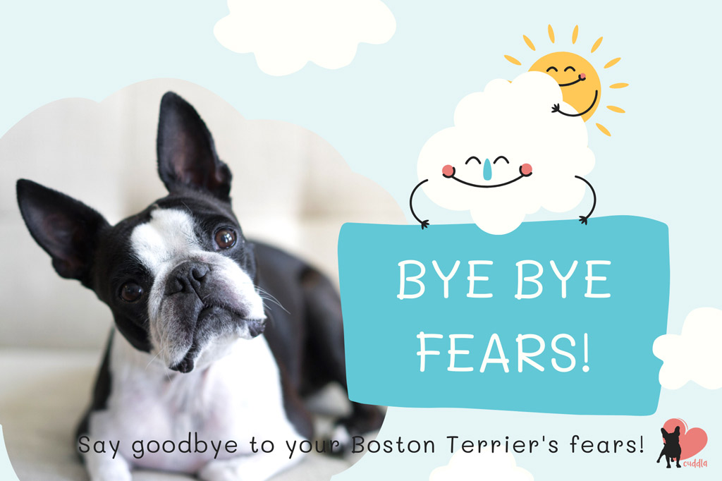 how-to-help-your-boston-terrier-overcome-his-fears