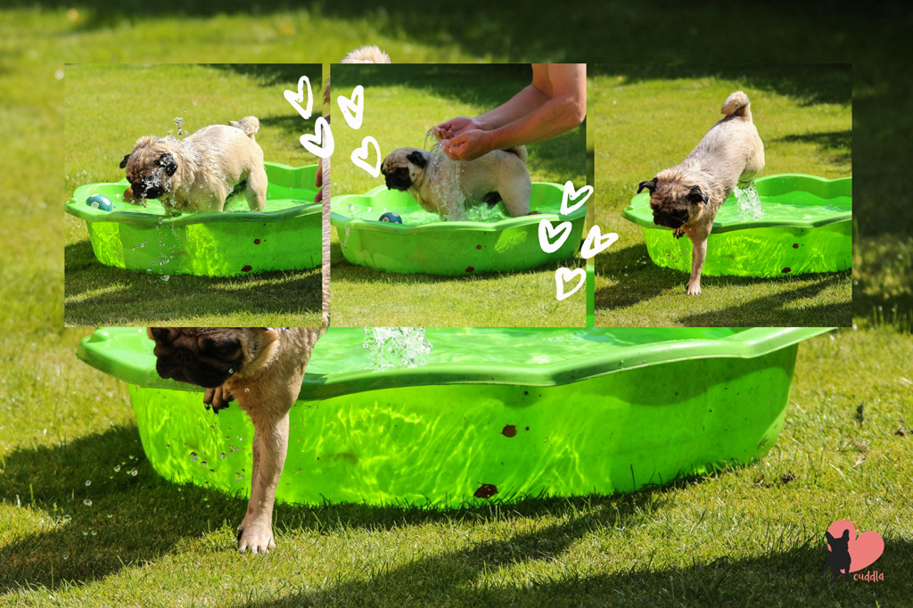 how-to-introduce-your-pug-to-water