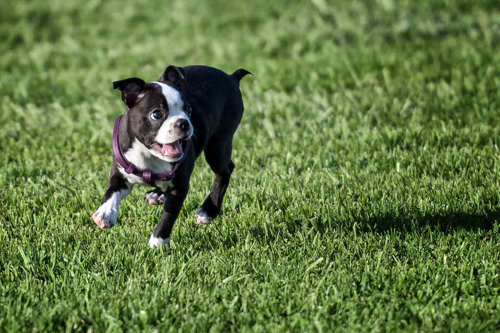 boston terrier house training